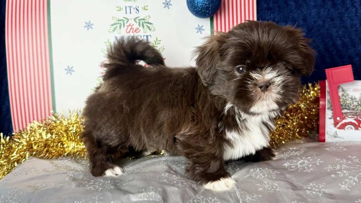 Brown and white Shih Tzu standing in front of Christams decorations