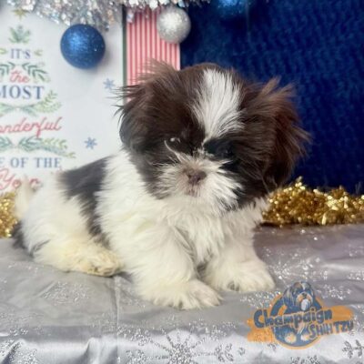 Brown and white Shih Tzu from an ethical breeder