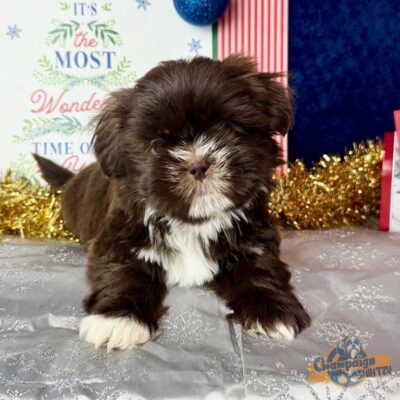 Brown and white Shih Tzu with white spots on his paws