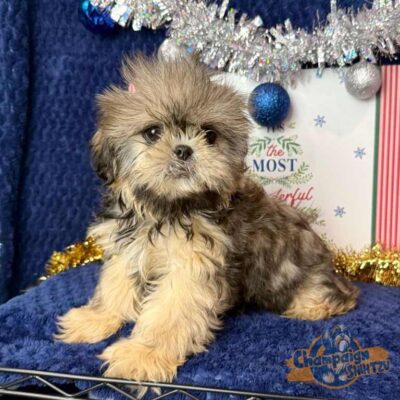 Shih Tzu puppy with different shades of brown in his coat
