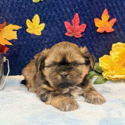 Shih Tzu with autum leaves in the background