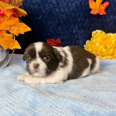 Shih Tzu puppy at Champaign Shih Tzu