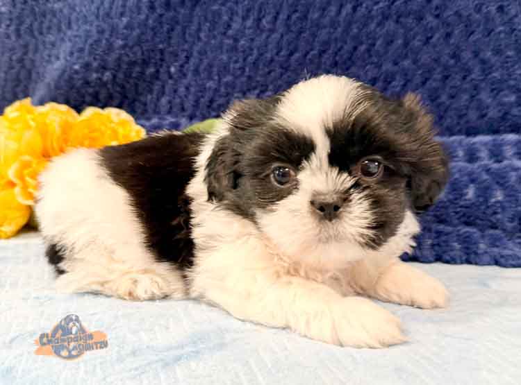 Shih Tzu puppy for sale from an ethical breeder