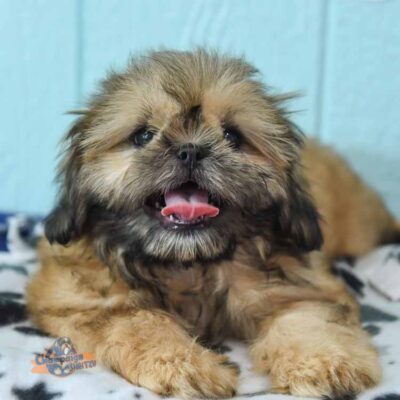 Shih Tzu puppy at Champaign Shih Tzu