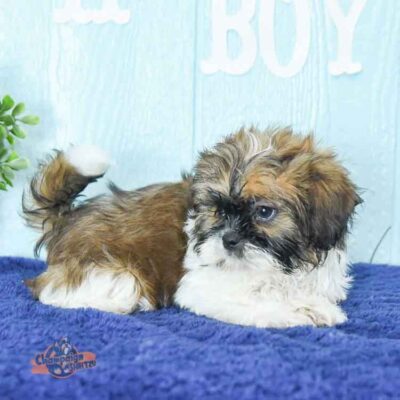 Shih Tzu puppy with his tail up
