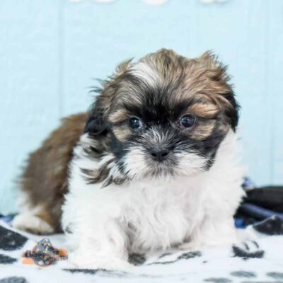 Puppy from a responsible breeder with a great Shih Tzu lifespan