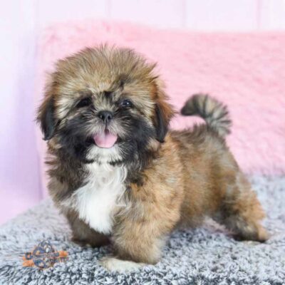 Shish Tzu puppy with his tongue out