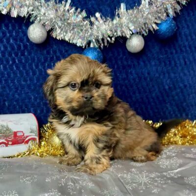 Shih Tzu posing in front of a dark blue background with holiday decorations