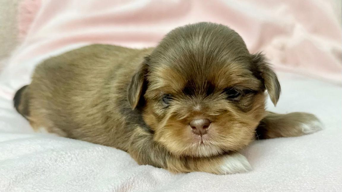 Shih Tzu puppy resting on a blanket 