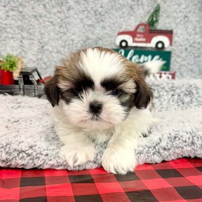 Shih Tzu puppy on top of a white fluffy blanket, posing in a hilday decor