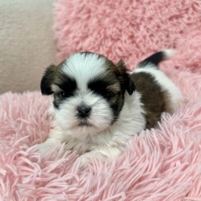 Shih Tzu puppy laying down on a pink blanket, making owner wonder "Do Shih Tzus Shed?"