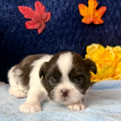 How much are Shih Tzu puppies? Puppy from a reputable breeder