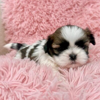 A small, fluffy puppy with black and white fur rests on a pink, fuzzy blanket.