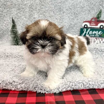 Shih Tzu puppy posing in a Christmas decor