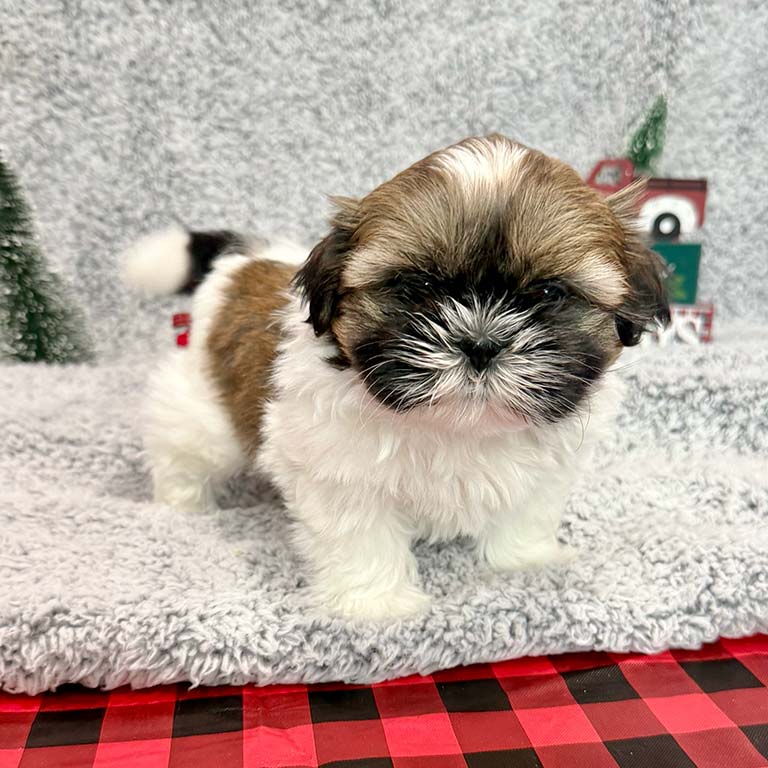 Shih Tzu standing on a white blanket in front of a white background
