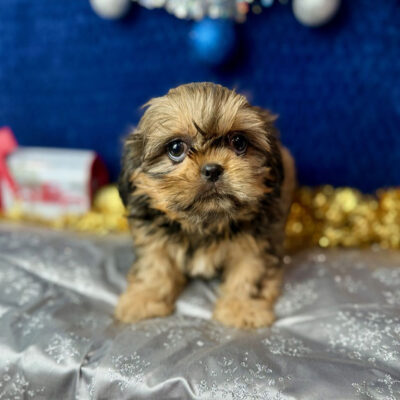Shih Tzu puppy for sale at a regular Shih Tzu price for a health-tested puppy