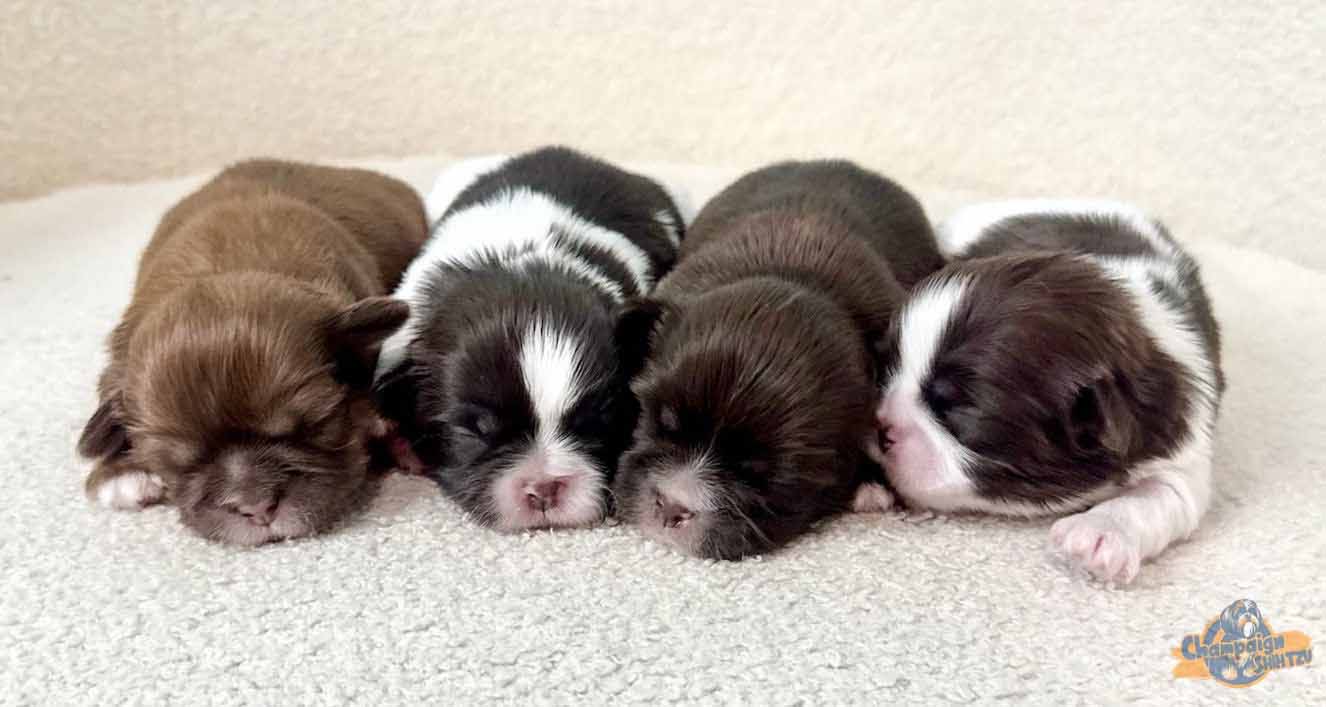 Four Shih Tzu puppies sleeping next to each other