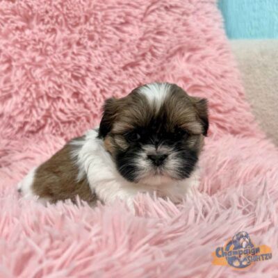 Shih Tzu puppy sitting on a fuzzy pink blanket