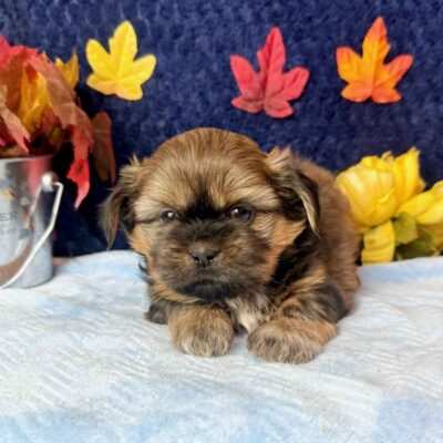 Shih Tzu puppy getting ready for his first Shih Tzu training session