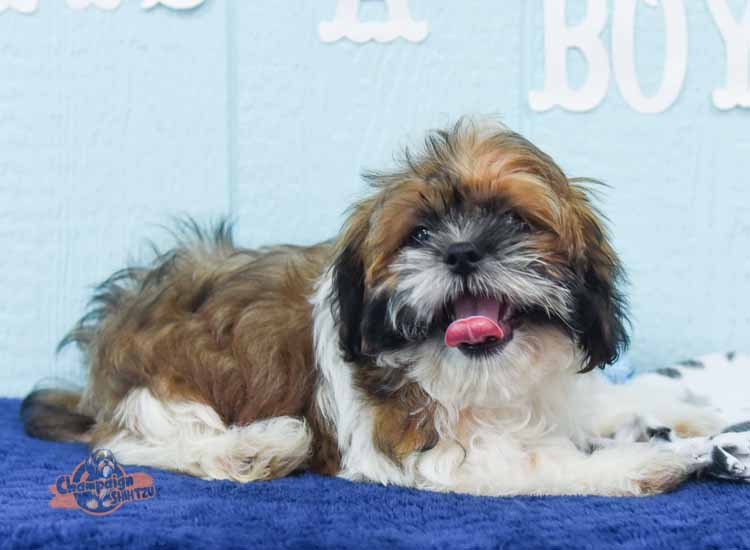 Shih Tzu with a new owner learning how to train a Shih Tzu