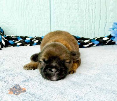 Newborn Shih Tzu puppy