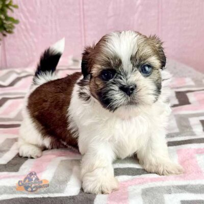 Shih Tzu puppy for sale