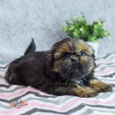 Shih Tzu puppy after a grooming session