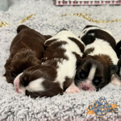 Three Shih Tzu Puppies sleeping next to each other