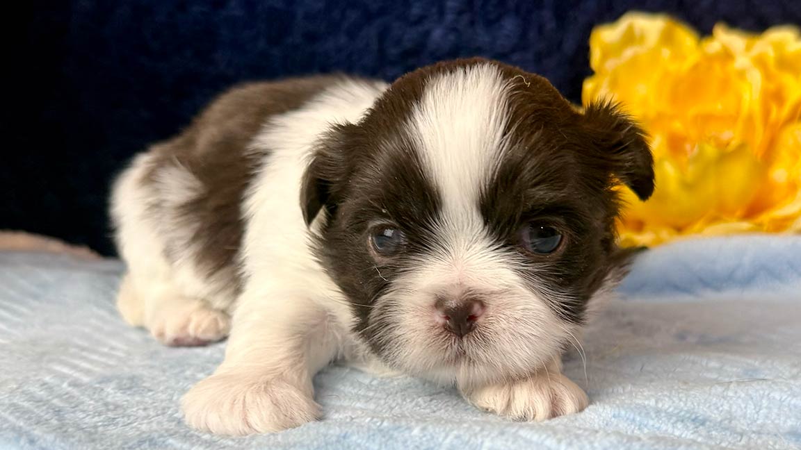 Brown and white Shih Tzu puppy resting on a bed after a session with owner learning how to potty train a Shih Tzu