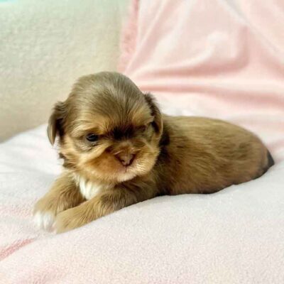 Healthy puppy without any Shih Tzu health issues thanks to ethical breeding at Champaign shih Tzu