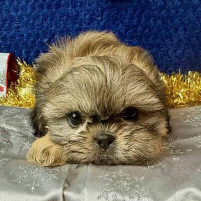 Shih Tzu puppy resting on a grey blanket after traveling by car