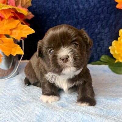 Small-sized brown and white puppy, whose owner has been used to traveling with a Shih Tzu