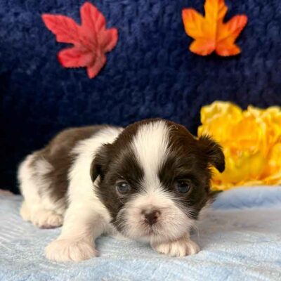 Brown and white Shih Tzu puppy laying down in front of a dark blue background with yellow leaves