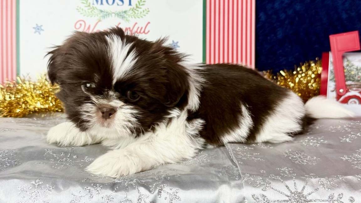 Shih Tzu Puppies - Black and white Shih Tzu puppy