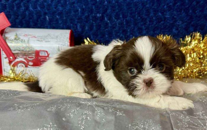Brown and white Shih Tzu laying down on a grey blanket