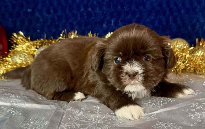 Brown and white Shih Tzu puppy laying down
