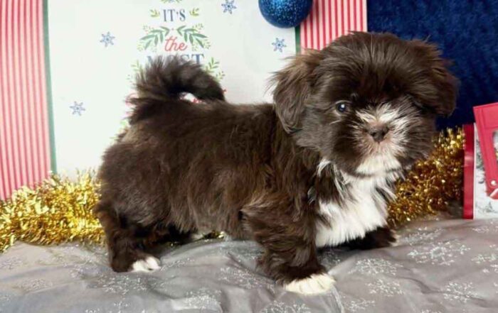 Brown and white Shih Tzu puppy standing and looking at the camera, in a holiday decor