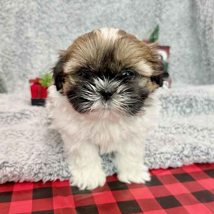 Shih Tzu Puppies - Carmel1