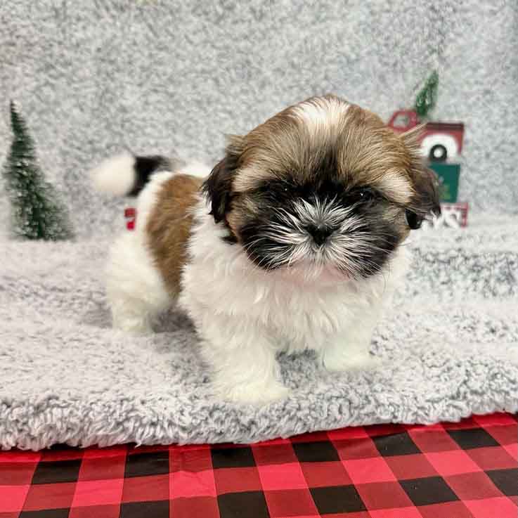 Shih Tzu Puppies - Carmel2