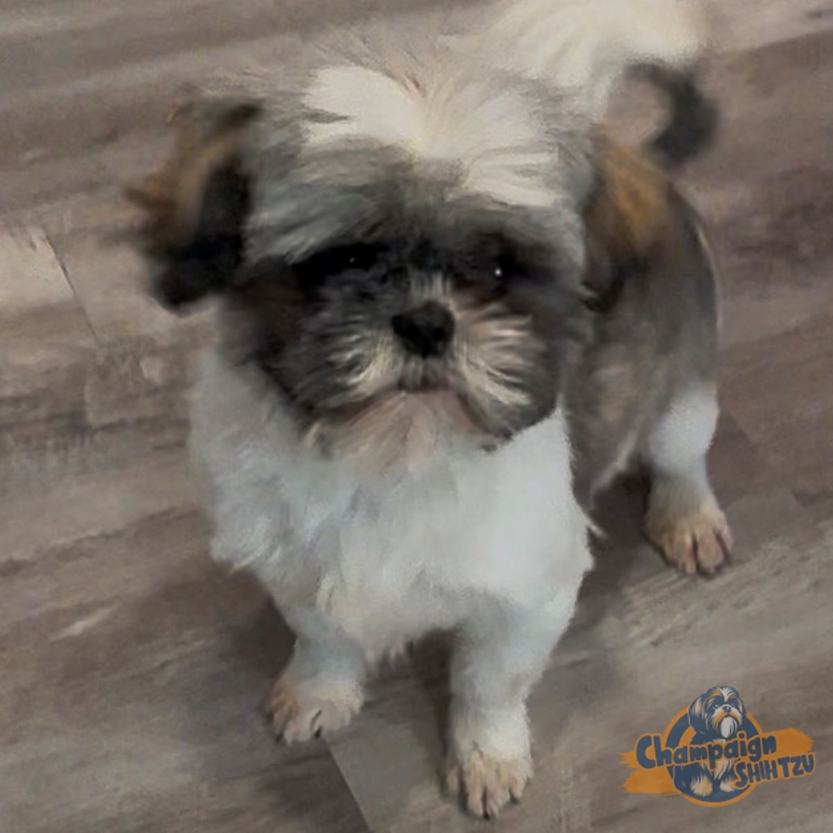 Shih Tzu Puppies - Cocoa