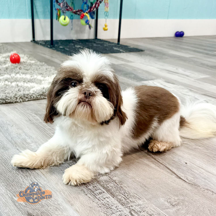Shih Tzu Puppies - Dexter Shih Tzu1