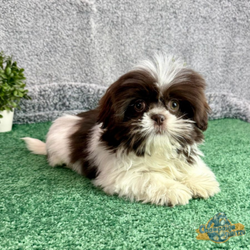 Shih Tzu Puppies - Jaxon