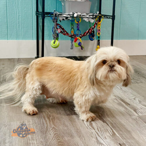 Shih Tzu Puppies - Joy Shih Tzu1