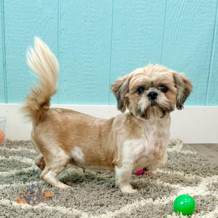 Shih Tzu Puppies - Maple Shih Tzu