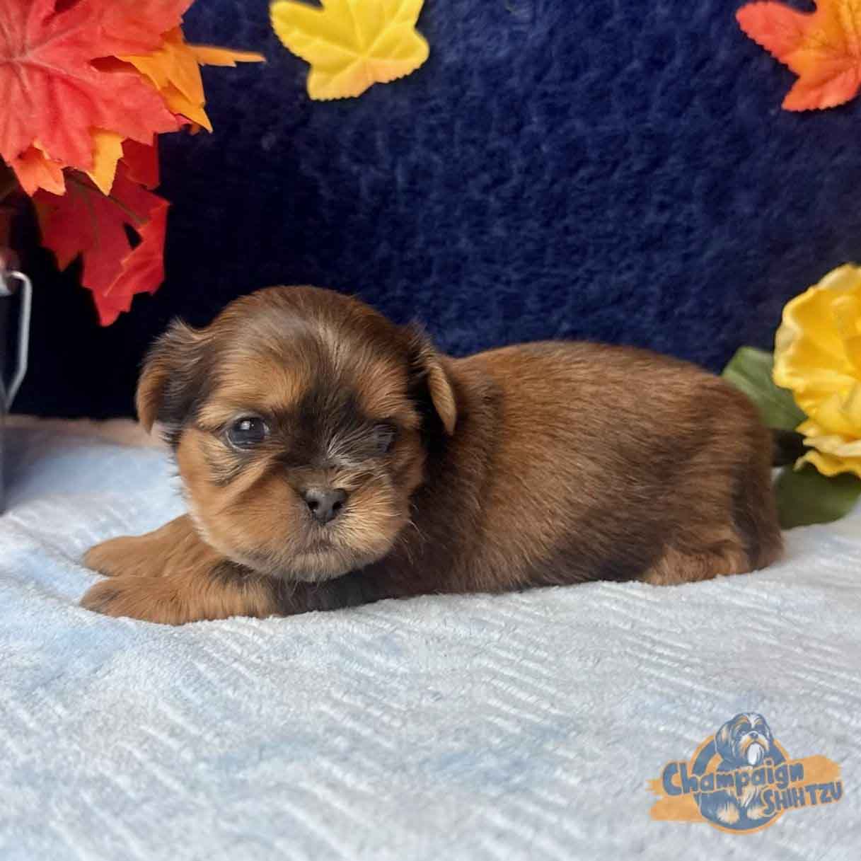 Meet the Shih Tzu: Small Dog, Big Heart