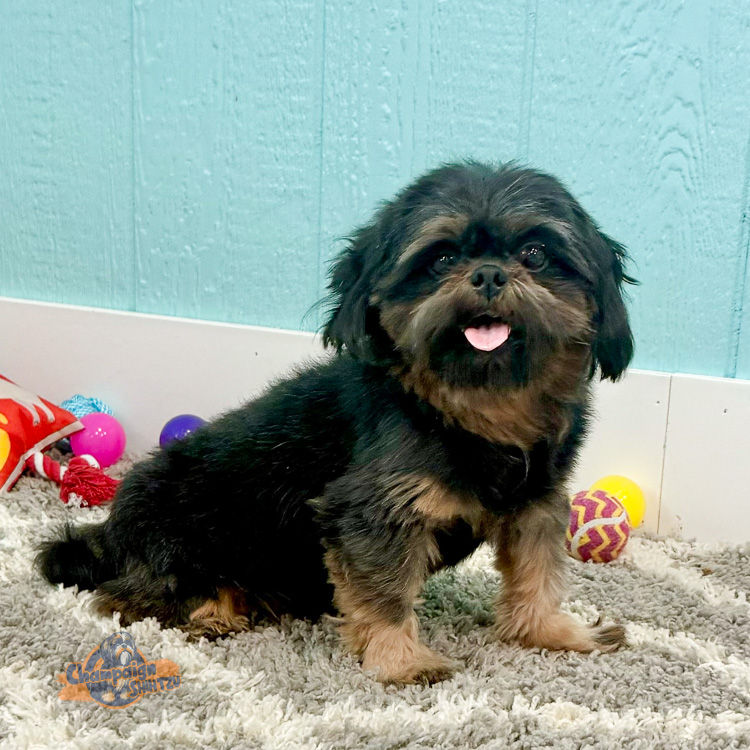 Shih Tzu Puppies - Reece Shih Tzu