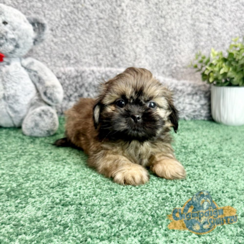 Shih Tzu Puppies - Seth 3 1