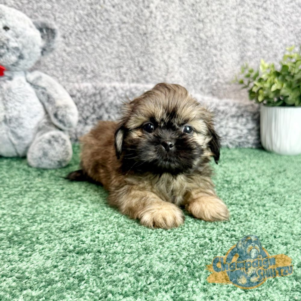 Shih Tzu Puppies - Seth 3 1