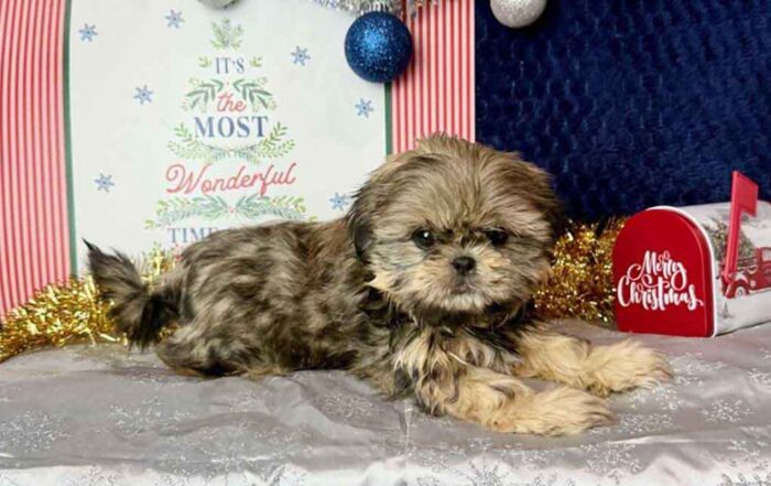 Shih Tzu puppy laying down in a Christmas decor, next to a decorated mailbox