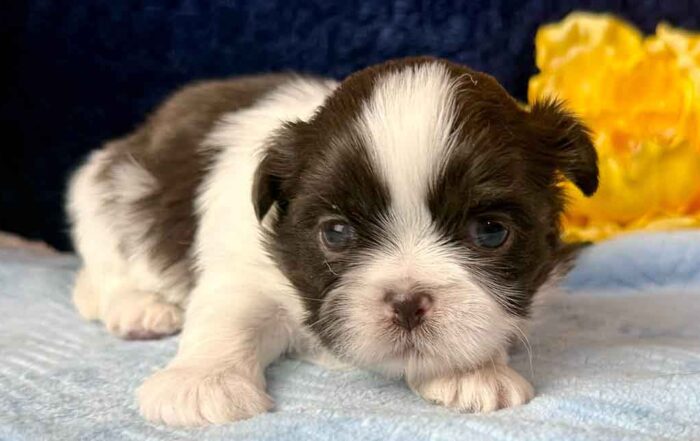 Shih Tzu puppy laying down on the bed with a yellow flower in the background